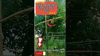 Download lagu PIKAT BURUNG SIRTU/CIPOH 2023.#kurniawankicaugresik#yearofyou#shorts mp3 Download lagu PIKAT BURUNG SIRTU/CIPOH 2023.#kurniawankicaugresik#yearofyou#shorts mp3