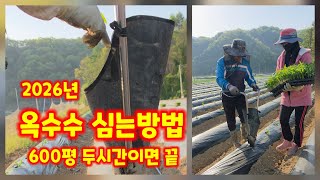 옥수수 심는시기 심는방법 미흑찰 옥수수 괴산군민 유튜브 크리에이터 괴산군 감물면 풀뿌리농장 [고추재배방법]