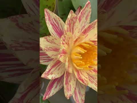 Nymphea Paranee #satisfying #shorts