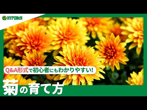 どの菊の肥料を選ぶべきですか？冬になったらどのようにお手入れすればよいでしょうか？  庭園