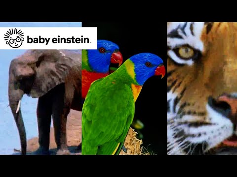 World Animals | Baby Einstein Classics | Learning Show for Toddlers | Kids Cartoons and Music
