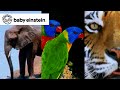 World Animals | Baby Einstein Classics | Learning Show for Toddlers | Kids Cartoons and Music