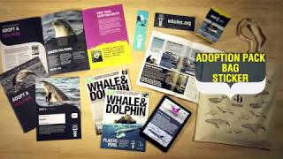 Adopt a dolphin today from only £4 a month | Whale and Dolphin Conservation