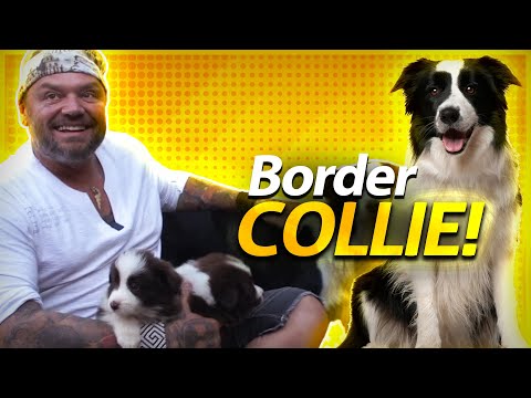 BORDER COLLIE BREED GUIDE | BAW WAW