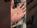gigantic insects ! #animals #bug #insect #rock_n_insectes