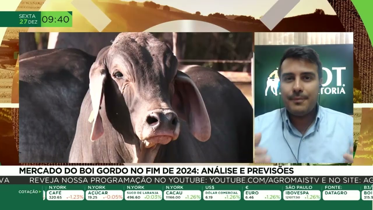 Mercado do Boi Gordo no fim de 2024; Análise e previsões