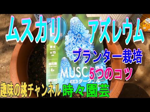 ススキの管理方法は？エレファントグラスの植え方、剪定、肥料のやり方に関するヒント  庭園