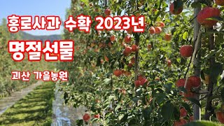 홍로사과 수확중인 가을농원 다녀 왔습니다 추석 선물 명절선물