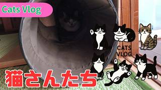 【CatsVlog】恒例の猫部屋掃除後のオープン #猫動画 #可愛い猫 #保護猫