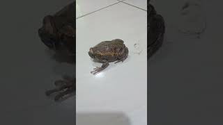 Download lagu Katak/frog masuk rumah petanda apa?? #shorts mp3