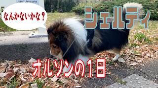 【シェルティ】オルソンの１日【フランス田舎暮らし🇫🇷】#犬の散歩 #賢い犬 #犬のいる暮らし #シェルティ