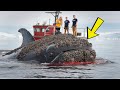 A Humpback Whale Injured By Barnacles Was Successfully Rescued By A Rescue Team