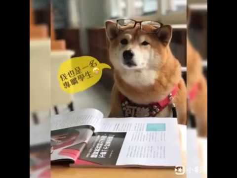 流浪犬變身寶貝犬-新北市108年校園犬影片網路人氣票選活動
