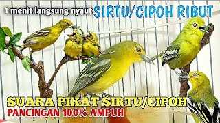 Download lagu 🔴 Suara pikat Burung Sirtu/Cipoh mp3 100% nyaut _ Suara anakan sirtu untuk memancing indukan Ampuh‼️ mp3 Download lagu 🔴 Suara pikat Burung Sirtu/Cipoh mp3 100% nyaut _ Suara anakan sirtu untuk memancing indukan Ampuh‼️ mp3