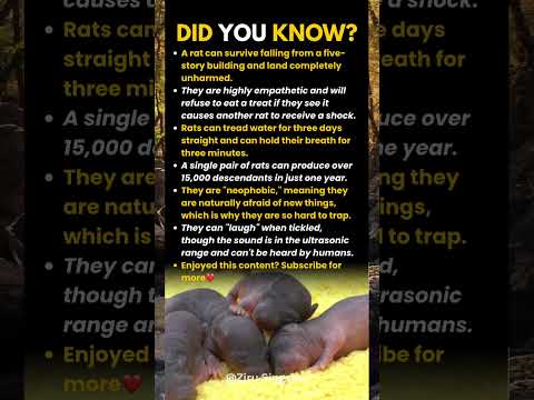 Shocking Facts About Rats