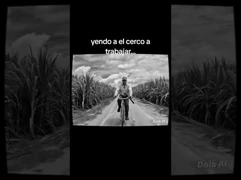 Tucumán. caña de azúcar. bicicleta. Zafra #tucuman #videoshort #musica