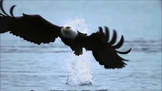 Fly Like An Eagle ~ Steve Miller Band {Music Video HD}