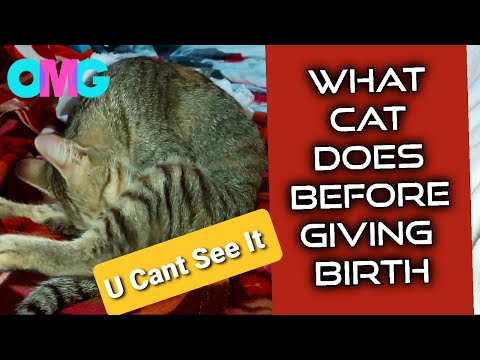 This is how EXACTLY cats behave before giving birth | how cats behave before giving birth | how cats