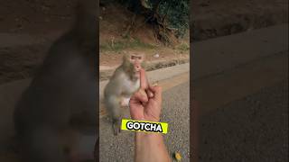 Download lagu Monyet Nakal Berbuat Kelakuan Iseng—Mendapat Balasan Jari Tengah! #lucu #menyenangkan #videolucu mp3