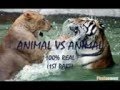 Бой животных(Fight animals) .3gp 