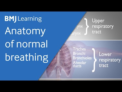 Basics of ventilation: Anatomy of normal breathing