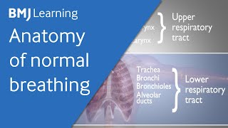Basics of ventilation: Anatomy of normal breathing