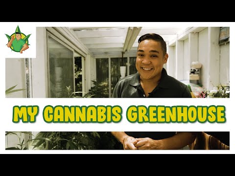 Filipino Cannabis Guy - My Cannabis Greenhouse