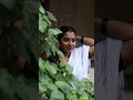 PANDU PAADAVARABATHU Nilanambiartrendingvideos Food Newvlog