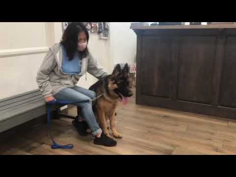 Kobe von Kosel"+, an adopted German Shepherd Dog in Los Angeles, CA_image-1