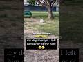 This Dog Thought His Owner Abandoned Him