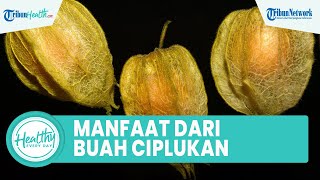 Kerap Dianggap Rumput, Buah Ciplukan Memiliki Segudang Manfaat untuk Tubuh: Jaga Kesehatan Tulang