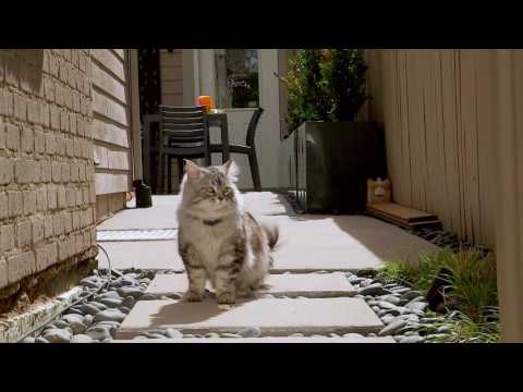 Invisible Fence® Brand Solutions Keep Nacho the Cat Safe