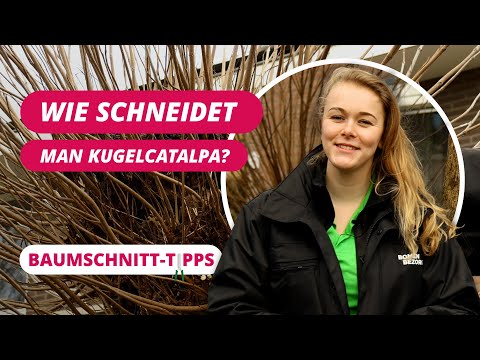 Wie schneidet man einen Kugelcatalpa? | BaumSchnitt-Tipps #14