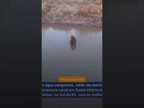 COM ÁGUA CONGELADA -ratão do banhado tenta passar o canal SANTA VITÓRIA DO PALMAR -RS