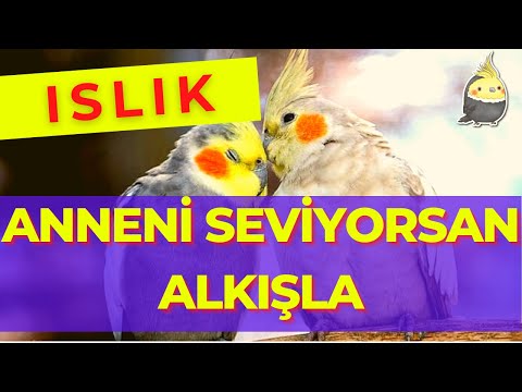 If your happy and you know it with whistling - cockatiel training 1 hour - bird practice - 2020