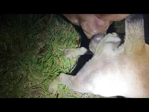 Coco and YG American pit bull terrier (breeding)