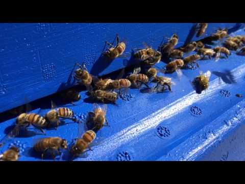 Fläktbin / Fanning bees