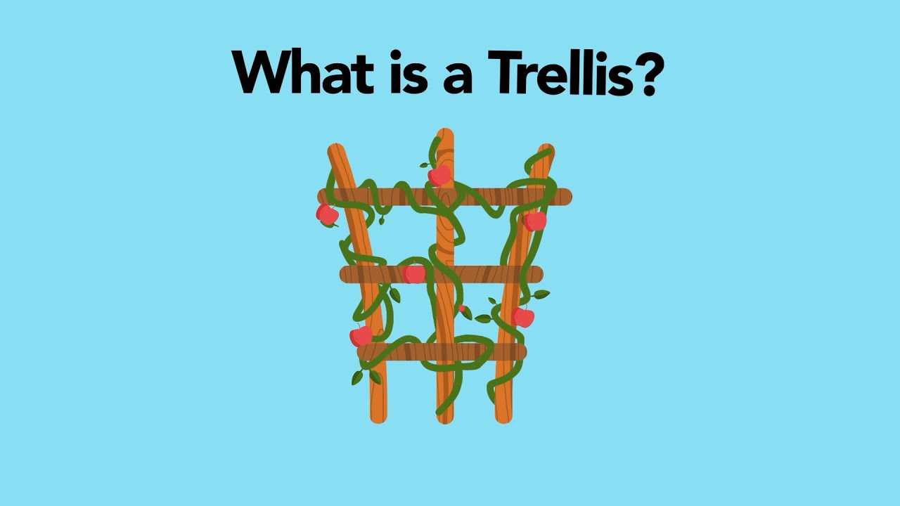 What is a trellis? Tipseri