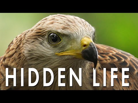 The Hidden Life of Red Kites You Never Get to See | Full Breeding Season | Robert E Fuller