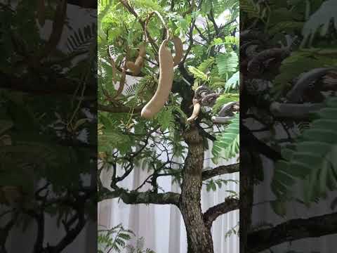 Bonsai Tamarind Tree #wonderful #bonsai #youtubeshorts