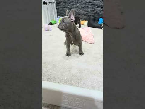 Video 1