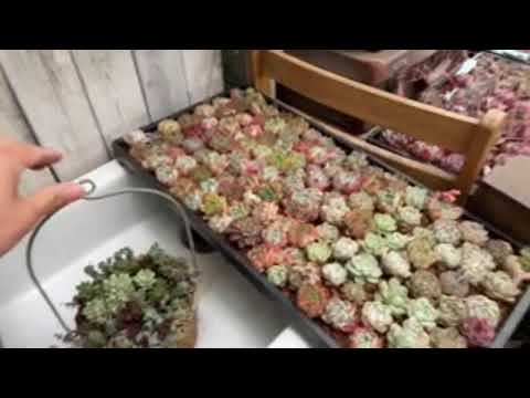 コテージガーデンにとって最も重要な植物 トピックス