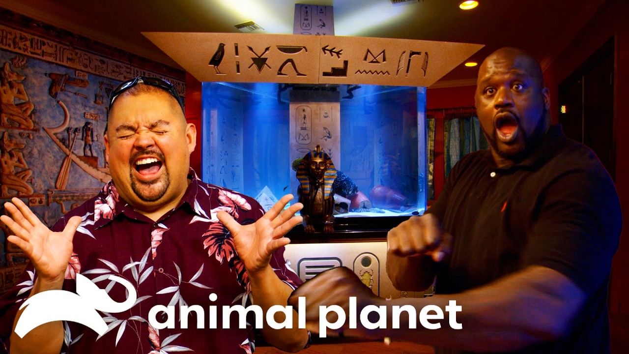 Craziest CELEBRITY Tanks of Season 5! | Tanked | Animal Planet