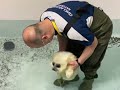 Baby seal having a bath (with music)
