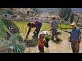The Single Mother S Husband S Conspiracy For Sorayya S Rice Fields