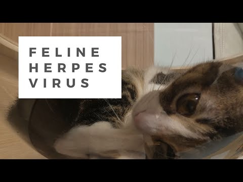 Feline Herpesvirus (FHV) in Cats: Causes, Clinical Signs, Treatment & Prevention