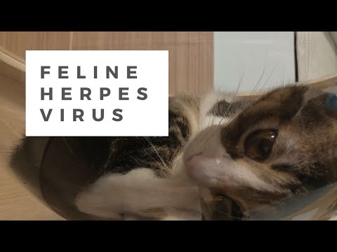 YouTube video about: Where can I buy famciclovir for cats?