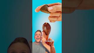 Acorn Whistle DIY — Step-by-Step Guide & Transcript