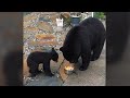 B C Man Fined 5K For Feeding Backyard Black Bears In In 2018
