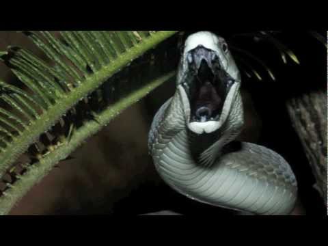 THE BLACK MAMBA (the most dangerous snake in the world)